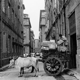 Bullock cart being loaded at Ballard Estate, Bombay                                                                                                                                                     
