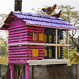 Housing Dreams - Chicken Coop 2                                                                                                                                                                         
