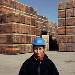 Woman worker at Sunsweet prune packing factory. Yuba City (The Americans)                                                                                                                               