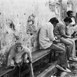 Monkey on a bench, Calcutta                                                                                                                                                                             