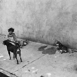 Street woman with dogs, Calcutta                                                                                                                                                                        