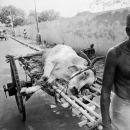 Dead cows on a handcart, Calcutta                                                                                                                                                                       