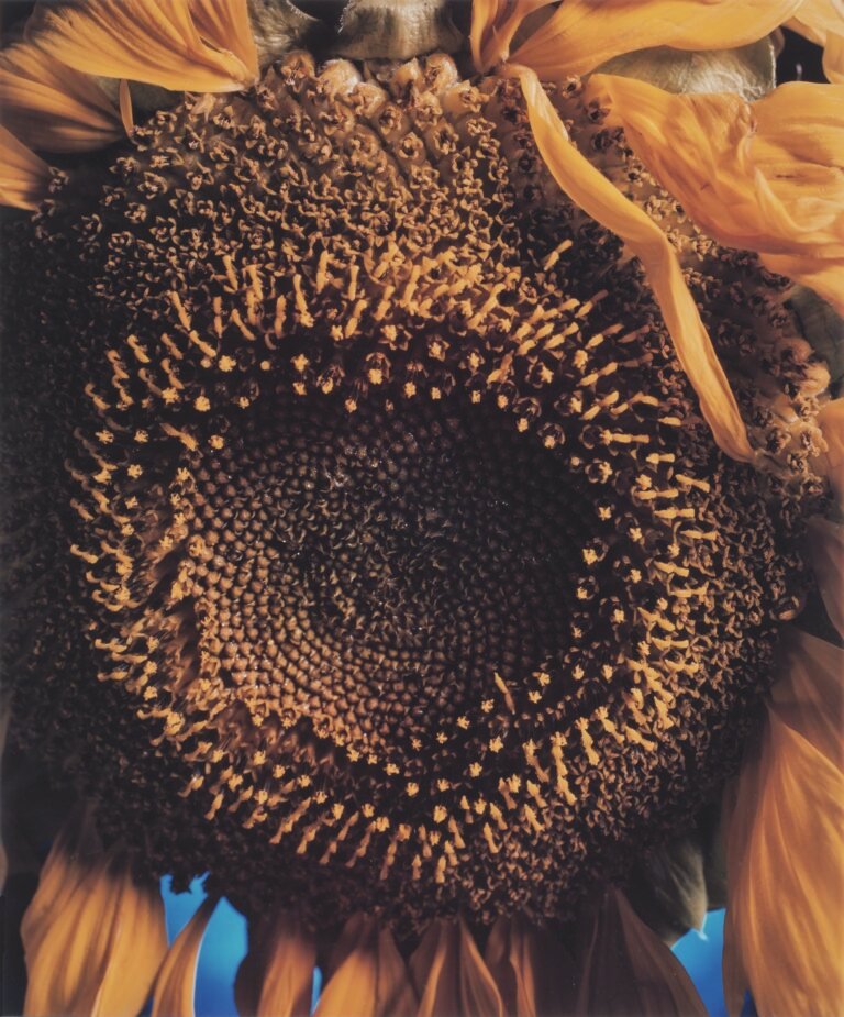 Chuck Close | Sunflower | 1989 | Internal dye diffusion transfer print. Limited edition 46 of 50 | 29 x 21 Inches